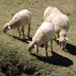 Alcune pecore che pascolano ad alta quota ( foto F. Ceragioli)